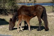 Corolla Wild Horse Fund Welcomes Spring’s First Foals!