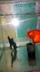 My Fishes