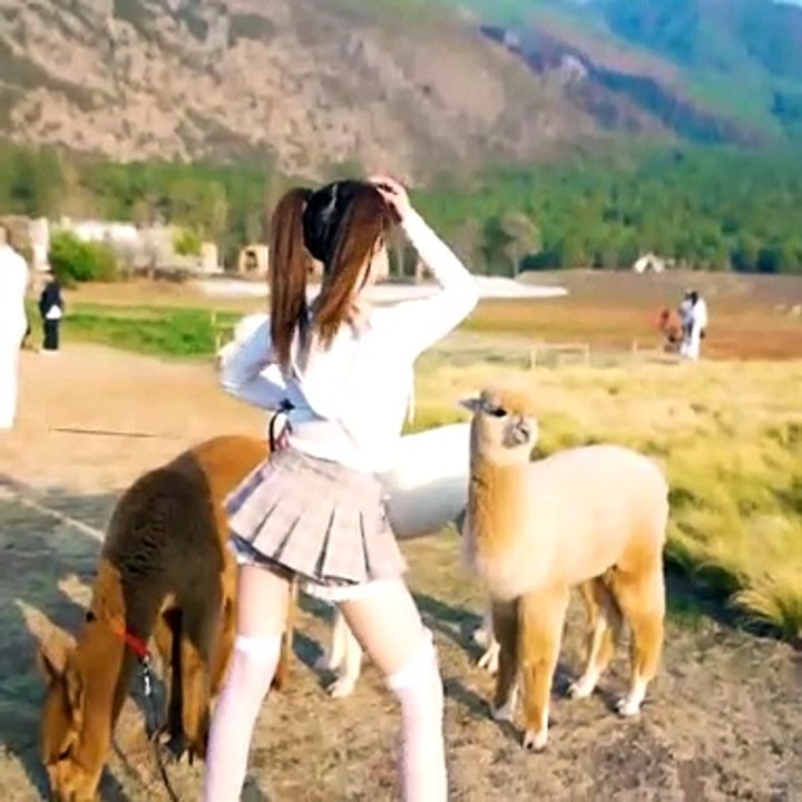 what is dancing with pets like,