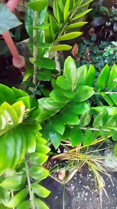 nature beauty