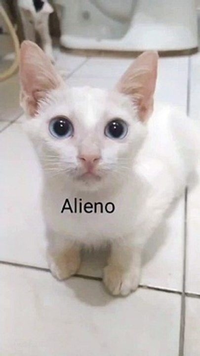 baby Alieno