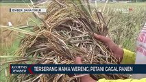 Tanaman Padi Diserang Hama Wereng, Petani Gagal Panen