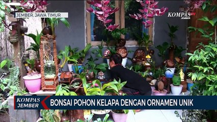 Download Video: Kelapa Kering Disulap Menjadi Bonsai Pohon Kelapa dengan Ornamen Unik