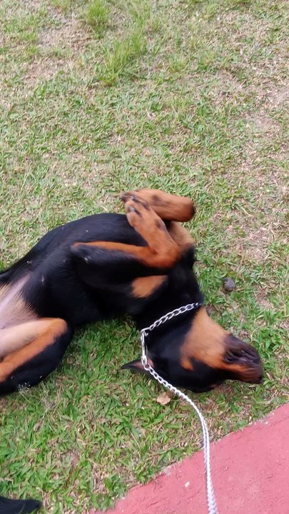 dog style✌️