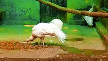Magnificent White Peacock | Lucknow Zoo | Pavo cristatus