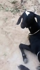 goat speaking❤️❤️❤️