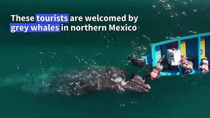 Grey whales boost pandemic-hit tourism in Mexico's Baja California