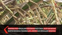 Gagal Panen, Petani Jember Bakar Padi