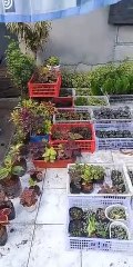 plants