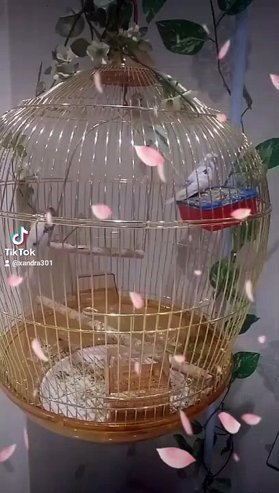 love bird's