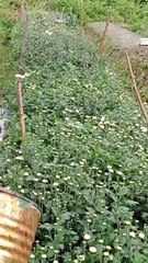 My small garden of Flowers