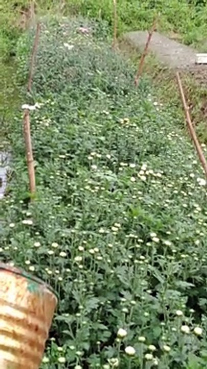 My small garden of Flowers