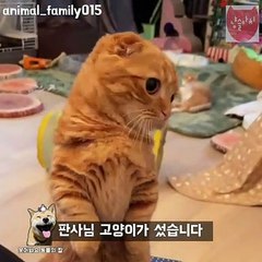 짖는법 까먹은 강아지 동물밈