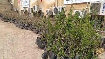 Vali Pehlivan, fidan dağıtım törenine katıldı