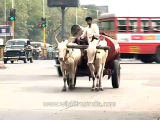 Century on, a bullock cart transporting kerosene on Mumbai streets!