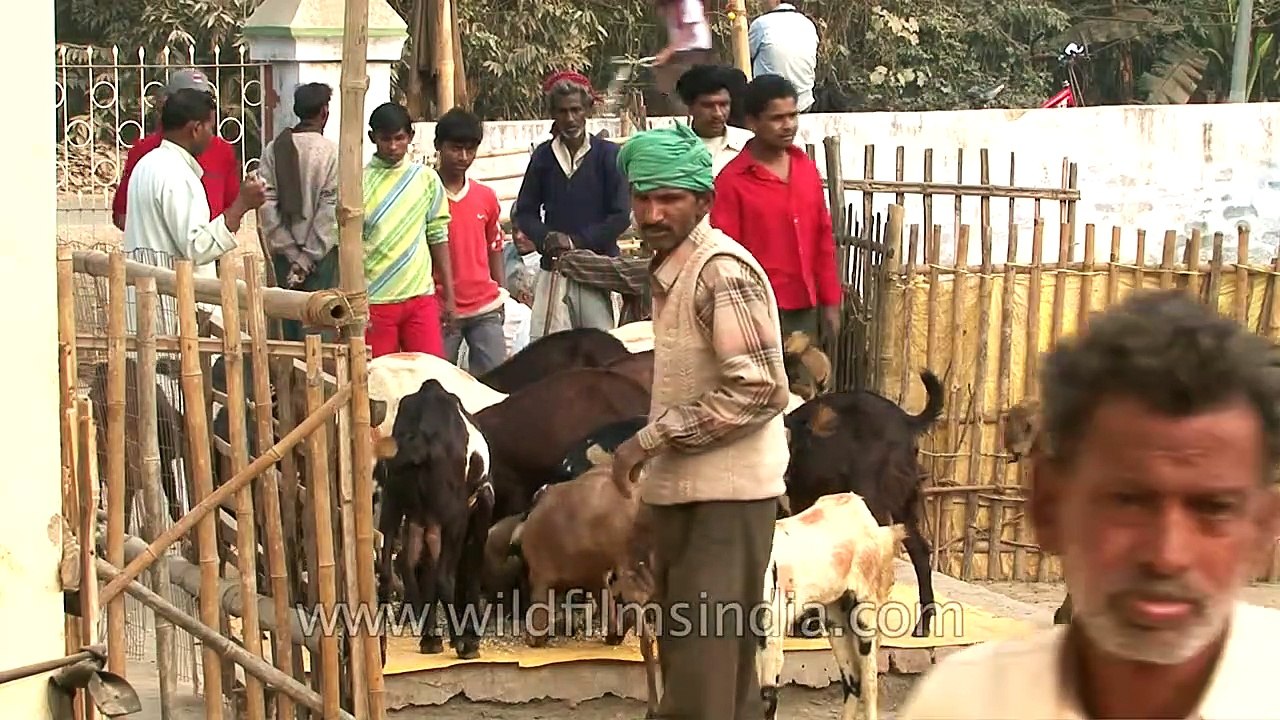 Sonepur fair or mela with lots of Indian goats or bakris