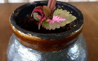 Shining Pot For This Plant