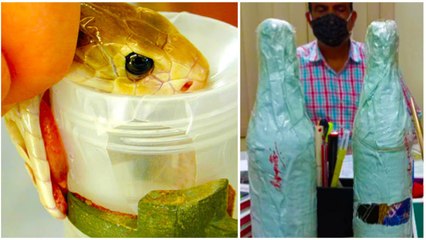 सिर्फ जिंदगियां ही नहीं लेता बल्कि बचाता भी है सांप का जहर! जानिए क्यों है इसकी भारी डिमांड_