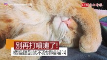 聽到主人打噴嚏就不舒服 橘貓不耐煩拉長音喵喵叫