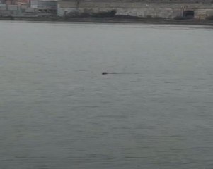 HALİÇ'İ YÜZEREK GEÇEN KÖPEK, GEMİ KAPTANI TARAFINDAN GÖRÜNTÜLENDİ