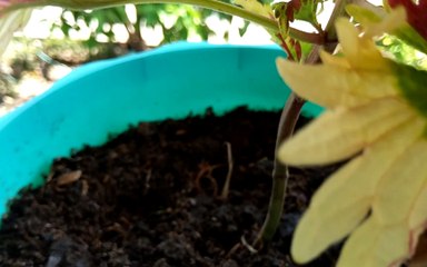 Green Pot for this Plant