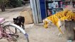 Wow!!! Nice Fly Dog!!! Fake Tiger Prank Dog Run So Funny Try To Stop Laugh Challenge
