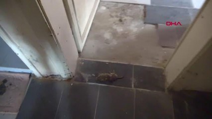 YALOVA Yalova'da kaçak diş kliniğine baskın