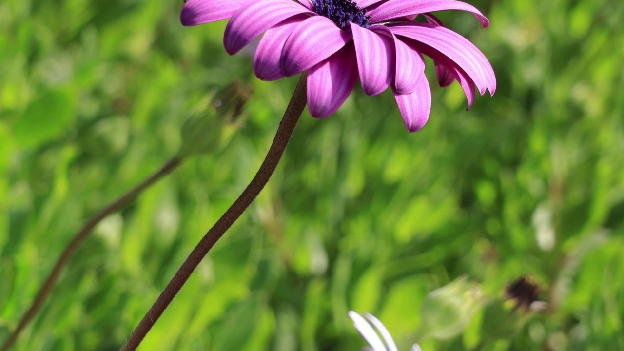 Beautiful Flowers Gardens and Nature cure With Soothing Relaxation Music