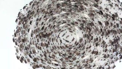 Des troupeaux de rennes tournent en rond