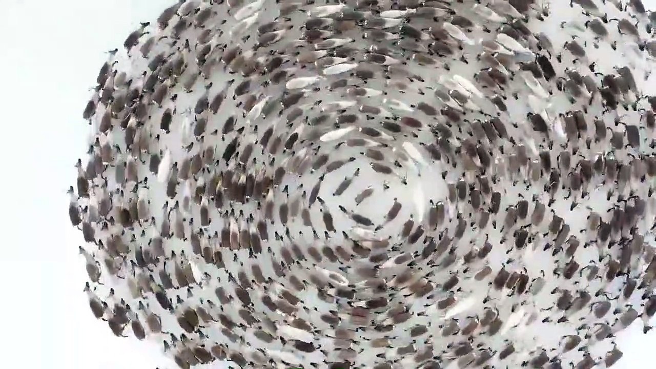 Des troupeaux de rennes tournent en rond