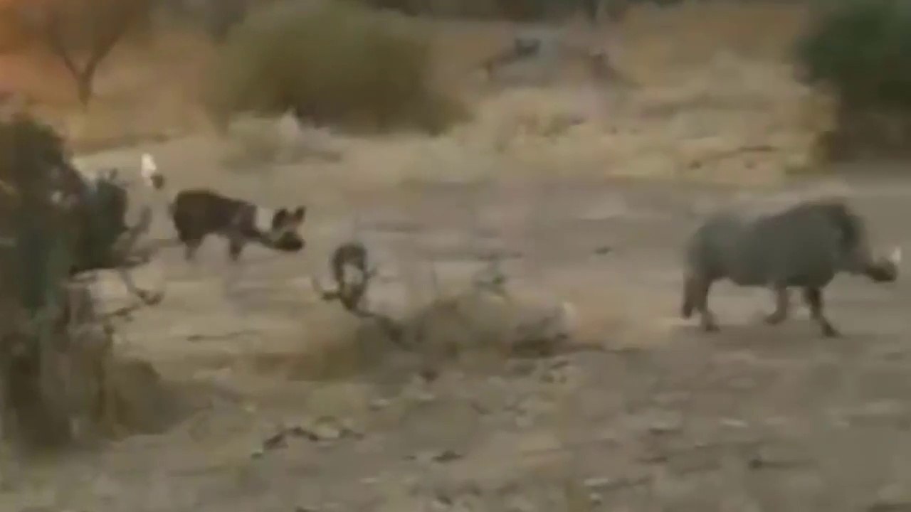 Cães Selvagens Tentam Caçar Valente Javali, Sem Sucesso // Lagosta-Boxeadora Enfrentando Polvo