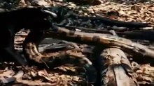 Anaconda Terá Chance Com Esse Esse Jaguar Preto //  Moreias Confrontando Com Polvos
