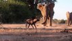 Cães Selvagens Confrontam Elefantes // Batráquio Vira Petisco De Serpente