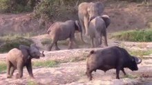 Quando Elefantes Se Viram Contra Búfalos // Fantásticas Cenas De Ursos Na Pesca E Disputas