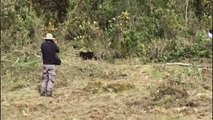 Una osa andina vuelve a la naturaleza tras un año en rehabilitación