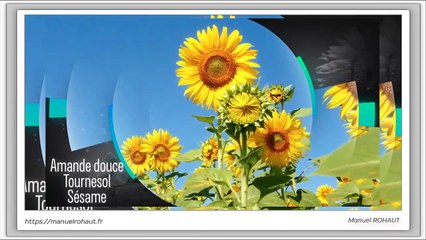 La gamme Energy Aroma sont des synergies aromatiques proposées par Beautysané sous forme de friction et brume - huiles essentielles d'origine végétale extraites par distillation  traditionnelle à la vapeur d'eau