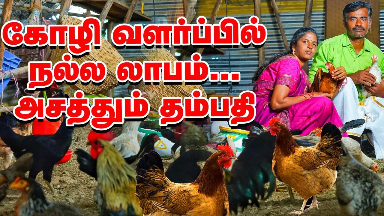 கோழி வளர்ப்பில் நல்ல லாபம்... அசத்தும் தம்பதி!