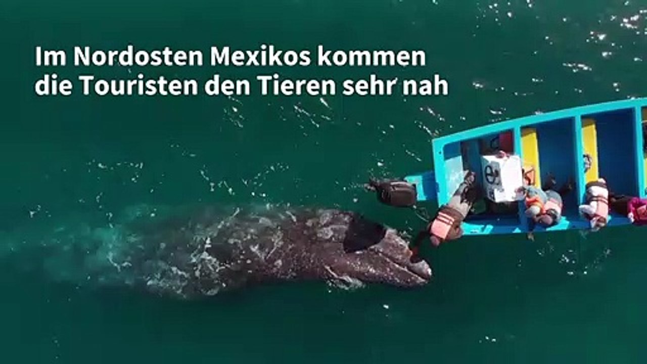 Auf Tuchfühlung mit Grauwalen