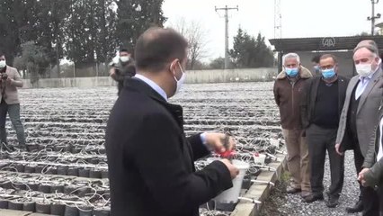 33 bin incir çeliği toprakla buluştu