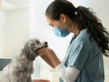 Corona-Impfung: Nicht nur Hunde und Katzen beim Tierarzt?