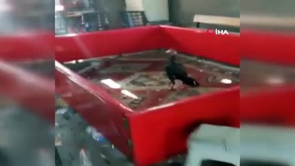 Bağ evinde horoz dövüşüne baskın: 27 şahıs yakalandı