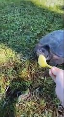 Best Funny Videos 2021 Try Not To Laugh ChallengTry Not To Laugh - Funny Videos 2021