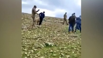 HDP'li Sürücü: Ceylanpınar TİGEM arazisinde izinsiz otlanan koyunlar gözaltına alındı; sanırız bu koyunlar da AKP’ye karşı