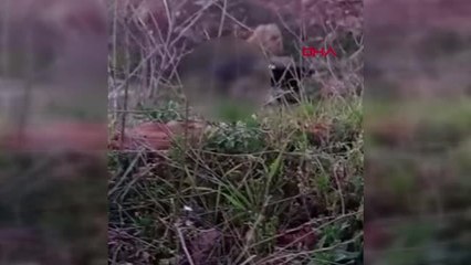 ANTALYA Köpeğe cinsel saldırıda bulundu; 'Sarhoştum, hatırlamıyorum' dedi