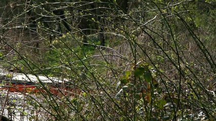 Dredging  in Stanley Park lake is cleared