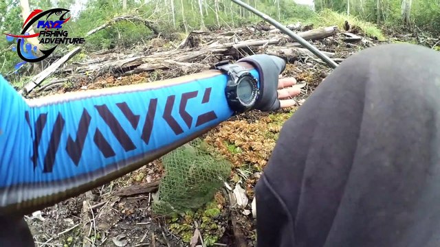 Mancing Disini bikin Ga Mau Pulang Saking Banyaknya Ikan Gabus Haruan Bujuk Betok Kapar EP#24 part 3