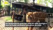 Estos Tigres en Un Parque de Tailandia Se Refrescan Con Golosinas Congeladas y Piscinas