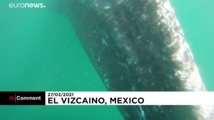 Grey whales save pandemic-hit tourism in Mexico's Baja California