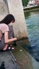 Elle pensait donner à manger à des tortues quand soudain...