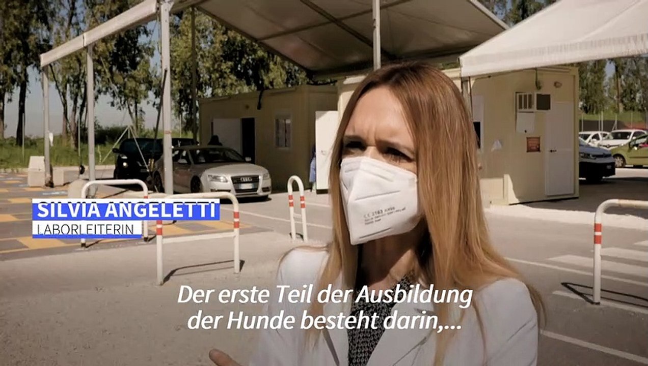 Hunde erschnüffeln das Coronavirus